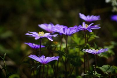 Close-up of purple flowering plant