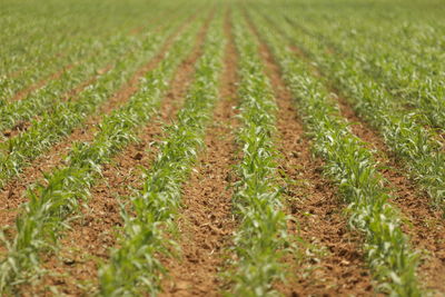 Full frame shot of plants growing on agricultural field