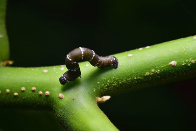 Close-up of insect on leaf