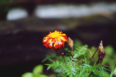 Close-up of butterfly on flower