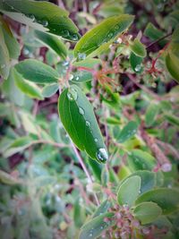 Close-up of leaves