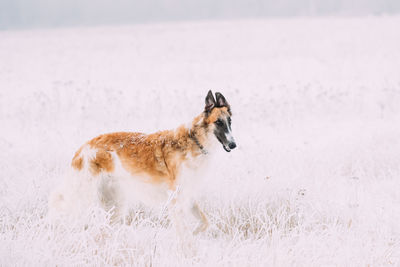 Dogs running on snow