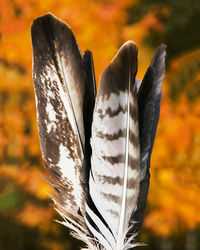 Feathers from wild birds 