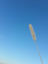 Low angle view of trees against clear blue sky