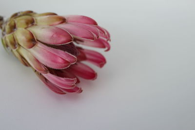 Close-up of pink flower over white background