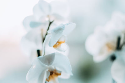 Close-up of white flowers blooming outdoors