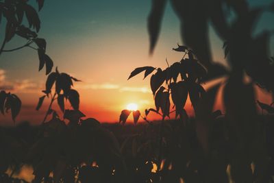 Close-up of silhouette plants against sky during sunset