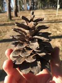 Close-up of hand holding pine cone