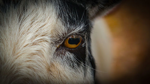 Close-up of a dog