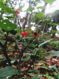 Close-up of berries growing on tree