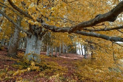 Trees growing in forest during autumn