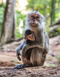 Portrait of monkey with infant sitting on tree