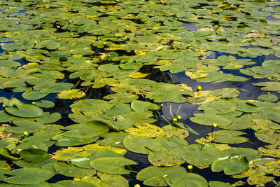 High angle view of lily pads in lake