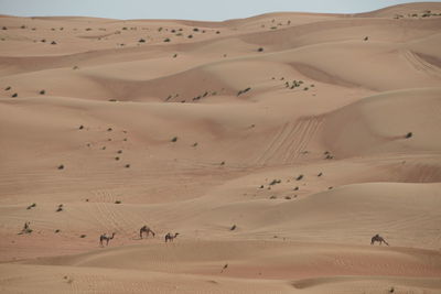 Scenic view of sand dunes in desert