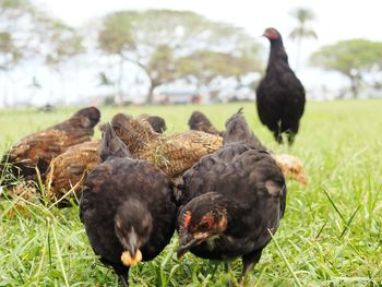 Ducks in a field