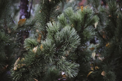 Close-up of pine tree