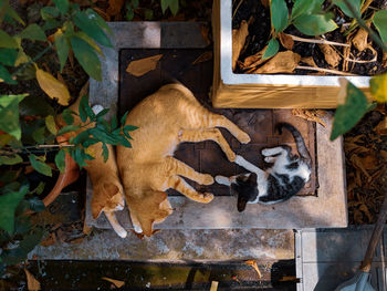 High angle view of a cat