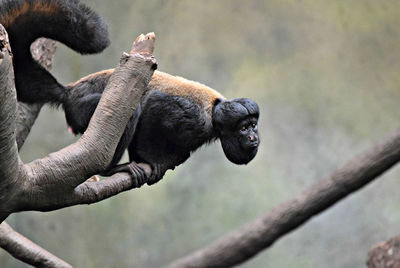 Close-up of monkey holding branch