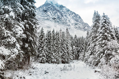 Snow covered pine trees in forest against sky