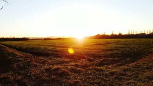 Scenic view of field against clear sky during sunset