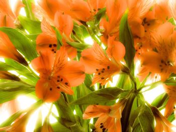 Close-up of white flowers