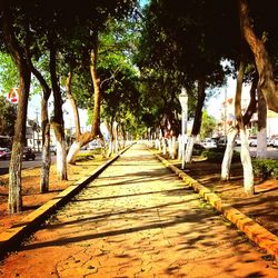 Empty road along trees