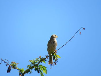 Low angle view of bird perching on branch against blue sky