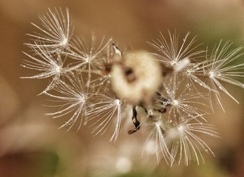 Close-up of dandelion on plant
