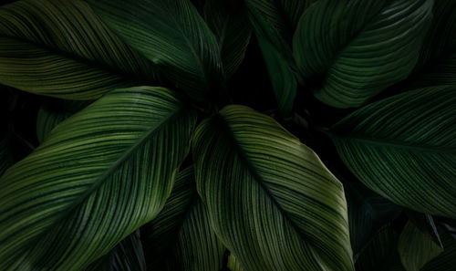 Full frame shot of leaves