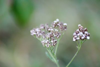 Close-up of white flowering plant