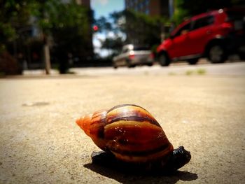 Close-up of shell on the road