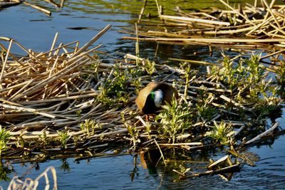 View of duck swimming in lake