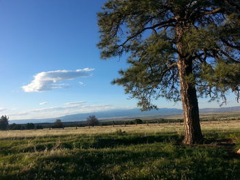 Scenic view of field against blue sky