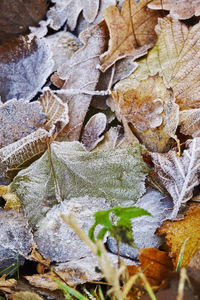 Close-up of dry leaves on snow covered land