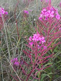 High angle view of pink flowering plants on field