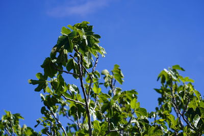 Low angle view of plant against clear blue sky