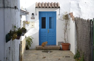 Cat outside closed house door