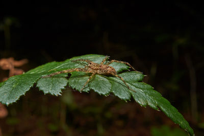 Close-up of wet leaf on land