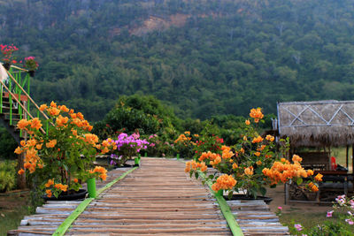View of flowering plants in garden