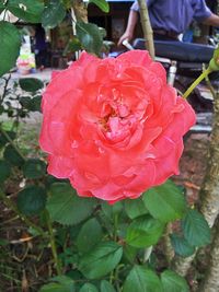 Close-up of pink rose blooming outdoors