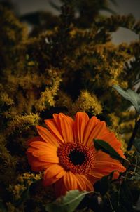 Close-up of orange flower blooming outdoors