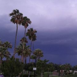 Palm trees against cloudy sky