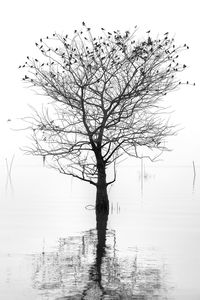 Bare tree by lake against clear sky