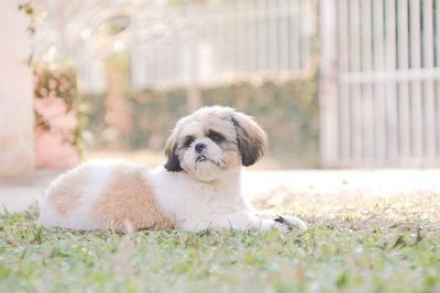 Shih tzu on the lawn