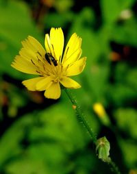 Close-up of bee pollinating on yellow flower