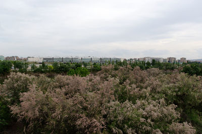 Plants growing by building in city against sky
