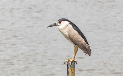Close-up of bird perching on wooden post