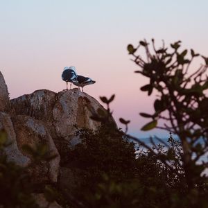 Low angle view of bird perching on rock