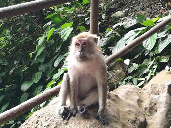 Monkey sitting on tree