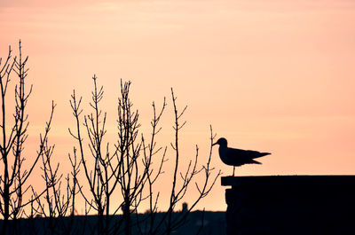 Silhouette bird perching on branch against sky during sunset